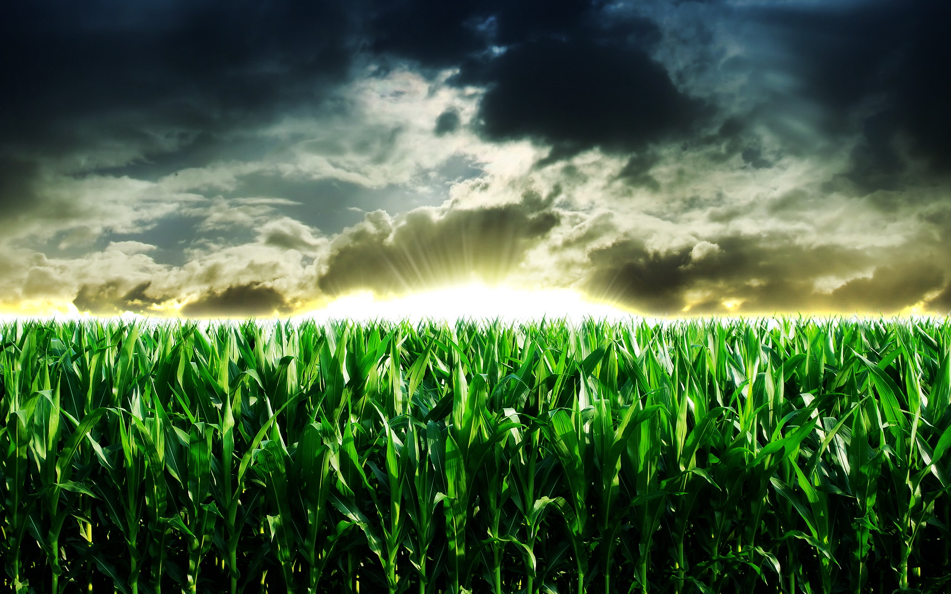 Agriculture Synthetic Data Cloud